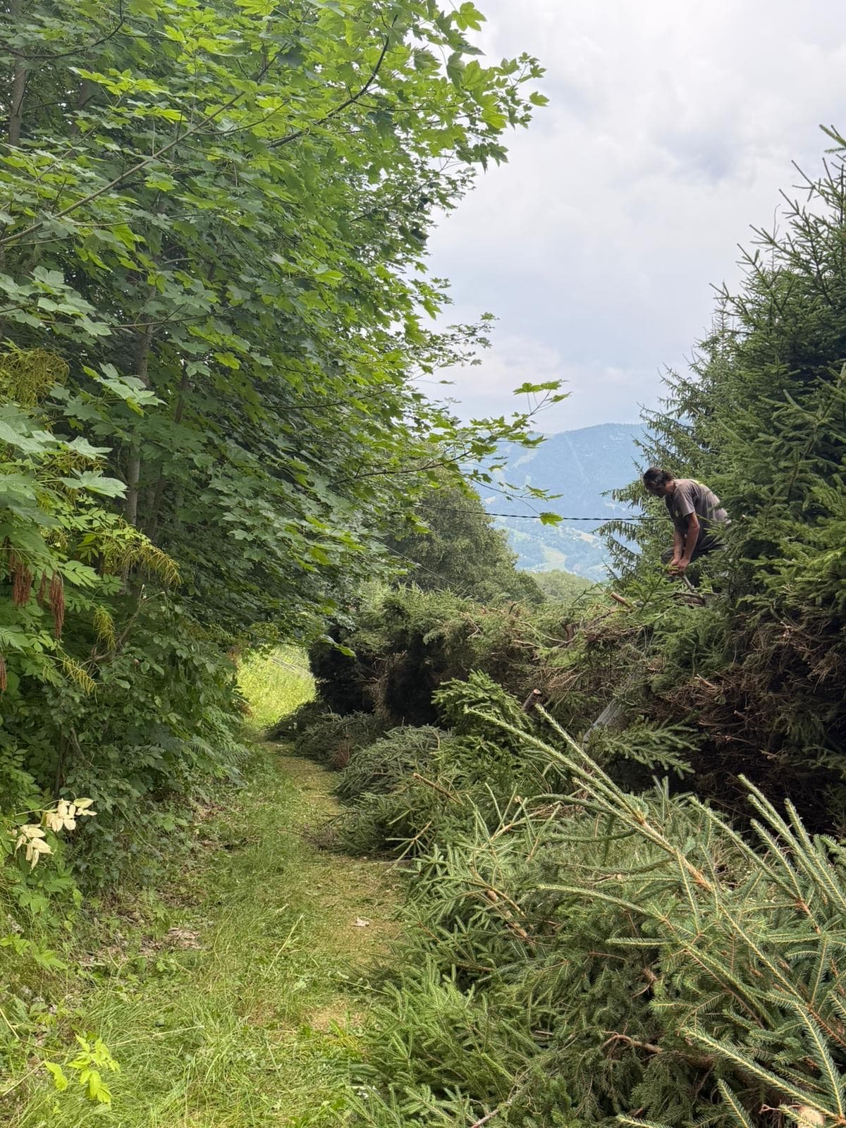 Chantier JM Élagage La Roche-sur-Foron — réalisation 4